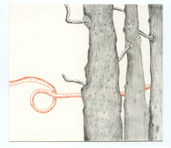 Les arbres et la bibliothèque – Image 7