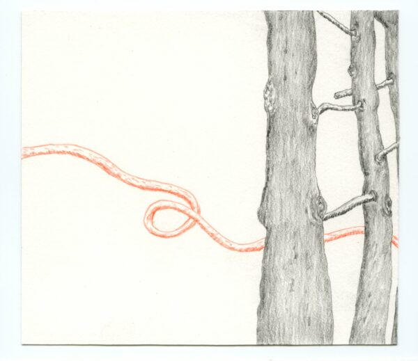 Les arbres et la bibliothèque – Image 4