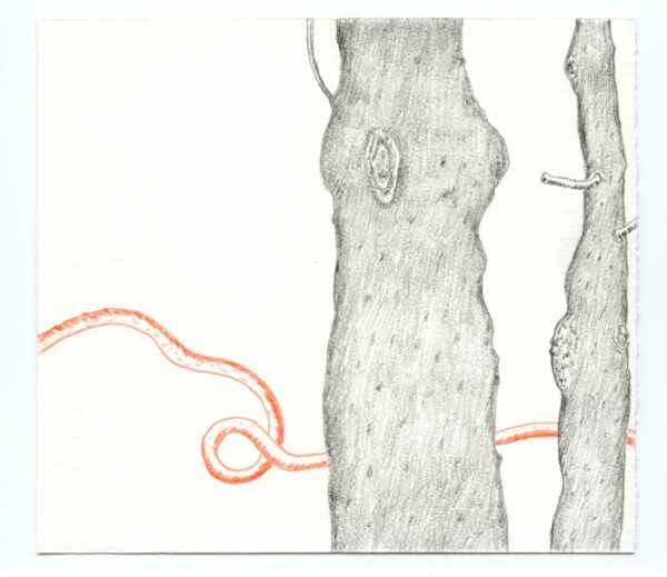 Les arbres et la bibliothèque – Image 3